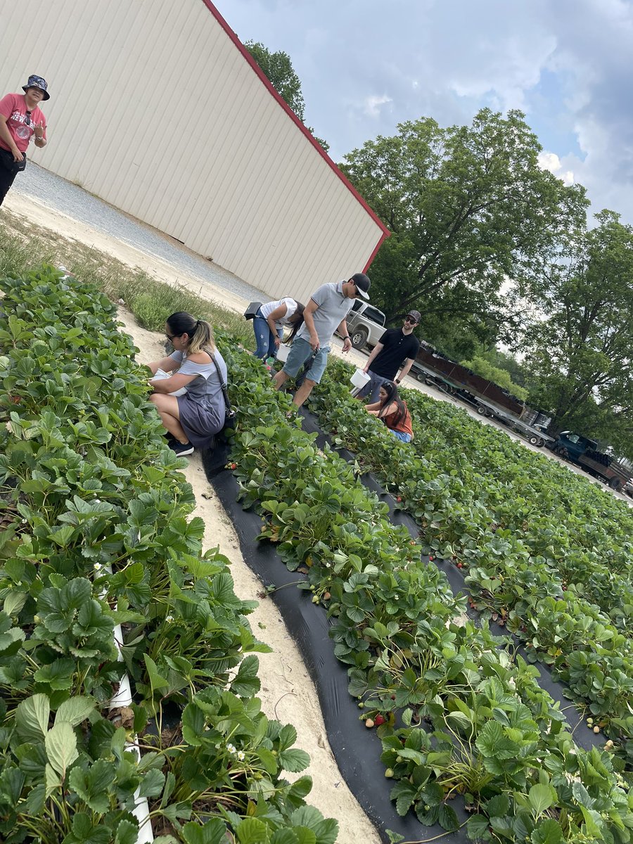 We loved to grab some yummy strawberries for our last meet up. I have loved serving as the Connections Coordinator in Johnston County with this amazing people! <a href="/ParticipateLrng/">Participate Learning</a> #UnitingOurWorld <a href="/MicheleMacumber/">𝕄𝕚𝕔𝕙𝕖𝕝𝕝𝕖 𝕄𝕒𝕔𝕦𝕞𝕓𝕖𝕣</a>