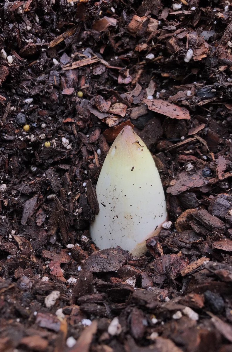 TitanArumRBGE's tweet photo. Now I’m 20 years old (!) I’m ready for the next chapter of my life. I’m hidden from public view for now so I’ll keep you updated here. Check out my new home: a huge @airpotsystem (and you’ll see from my bud I’m ready to grow again!) #RBGEhort #titanarum #aroid #amazingplants https://t.co/RtII1wG6A4