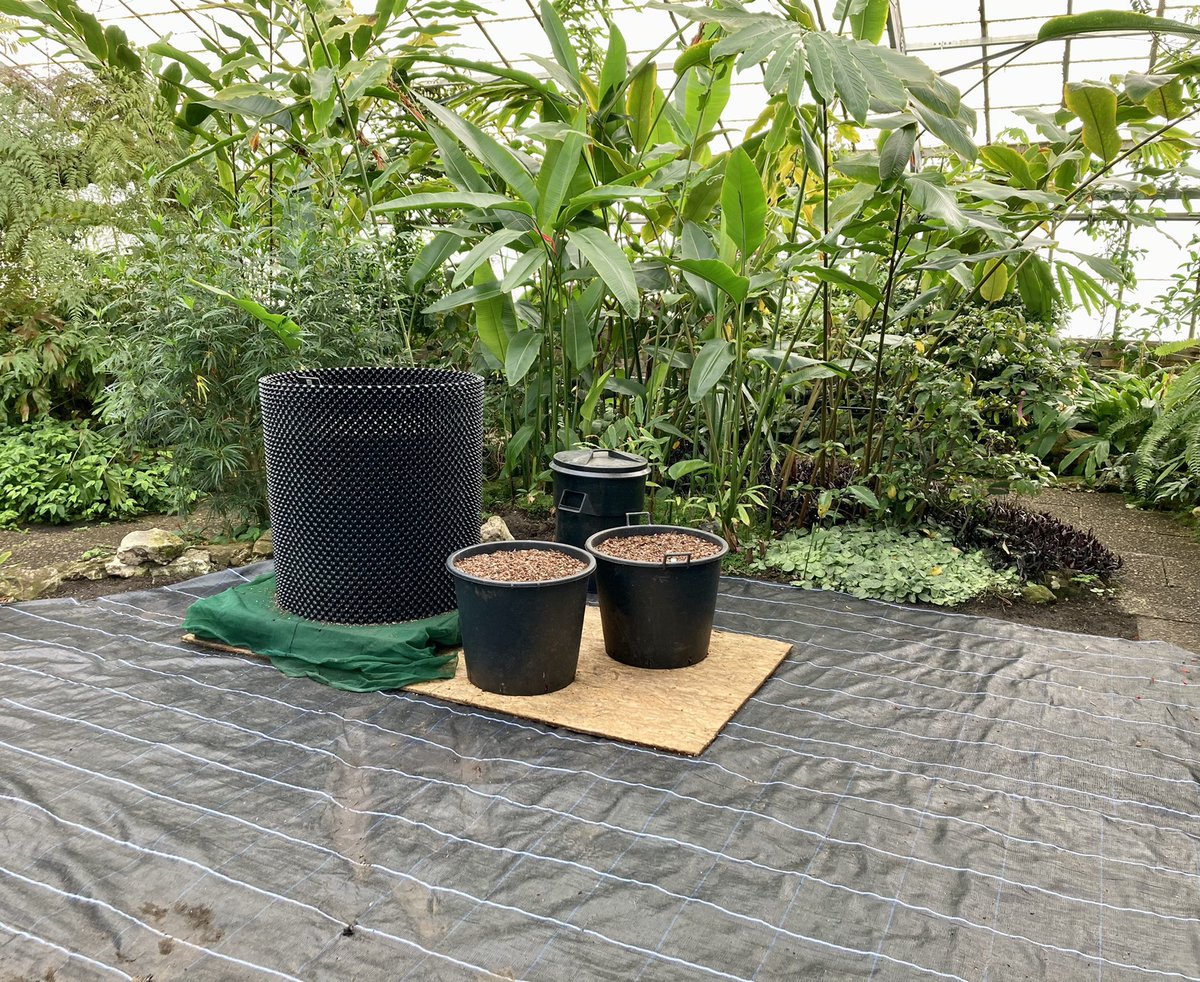 TitanArumRBGE's tweet photo. Now I’m 20 years old (!) I’m ready for the next chapter of my life. I’m hidden from public view for now so I’ll keep you updated here. Check out my new home: a huge @airpotsystem (and you’ll see from my bud I’m ready to grow again!) #RBGEhort #titanarum #aroid #amazingplants https://t.co/RtII1wG6A4
