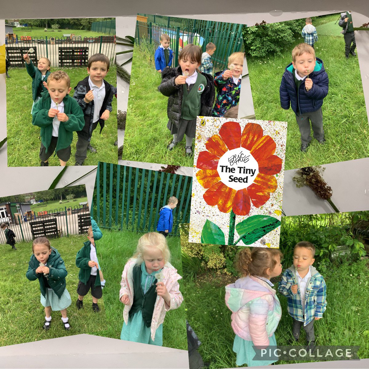 After reading #ATinySeed nursery have been outside trying to find seeds. We loved blowing them and watching them fly away in the wind. @StJosephStBede #sjsbReading #sjsbStBedeWeek #outdoorlearning #sjsbEYFS @carlemuseum