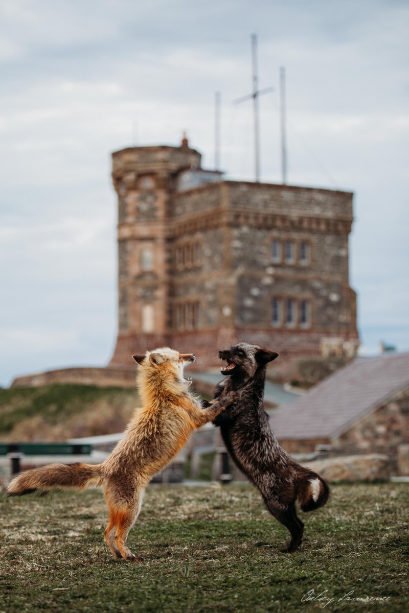 Yesterday morning on Signal Hill, these two hooligans had a case of the zoomies! They'd run around like mad and meet in the middle for a quick wrestling match before having another zoomie fit. Over and over. I couldn't get over how playful these two were! 
#exploreNL #nlwx