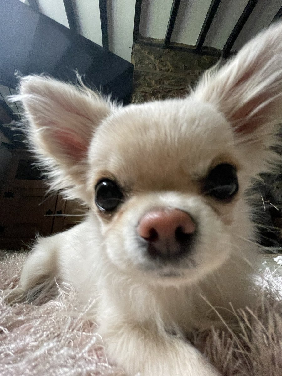Hello how are you today? #DogsofTwittter