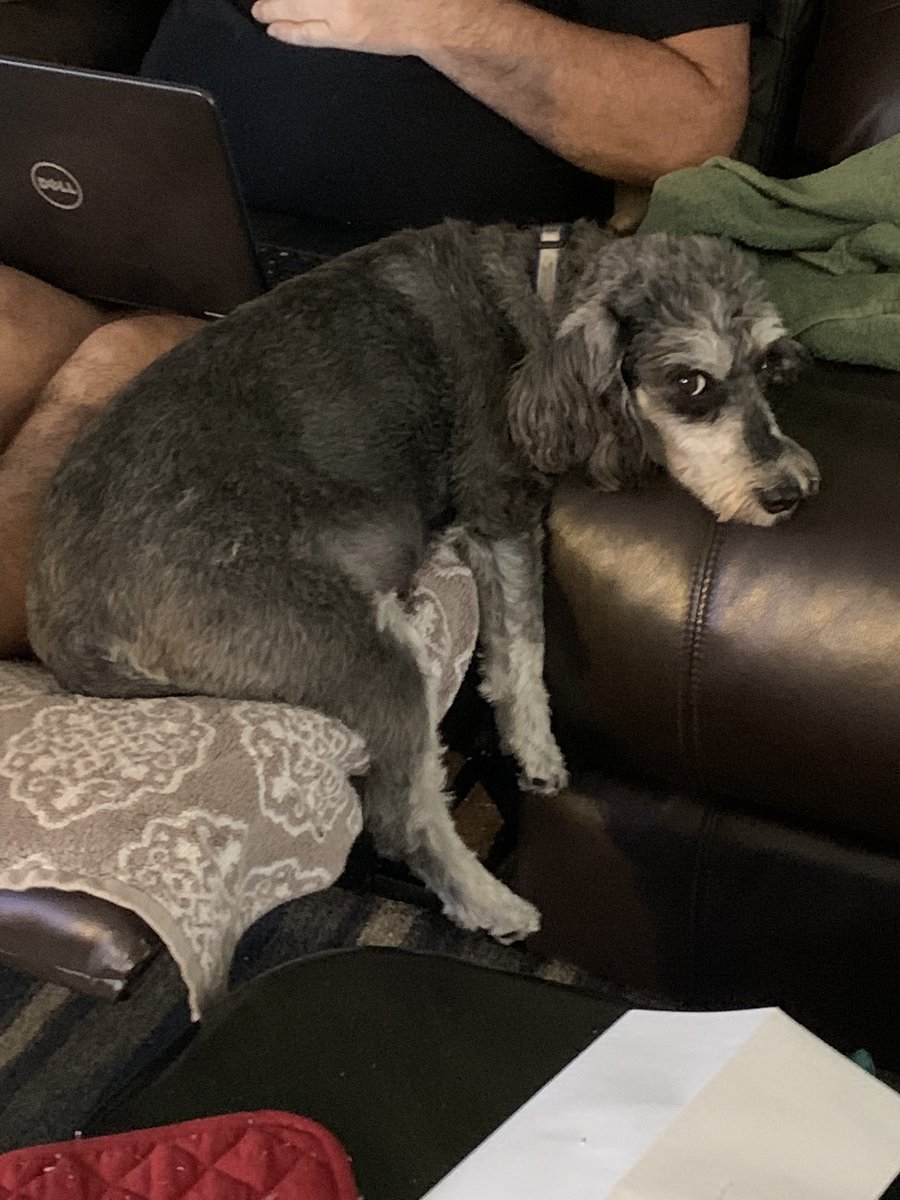 I’ve been busy not doing the Twitter but keeping in touch with <a href="/luna_rescue_dog/">Luna</a>  But I’m hanging in pals. No kidding just hanging in.