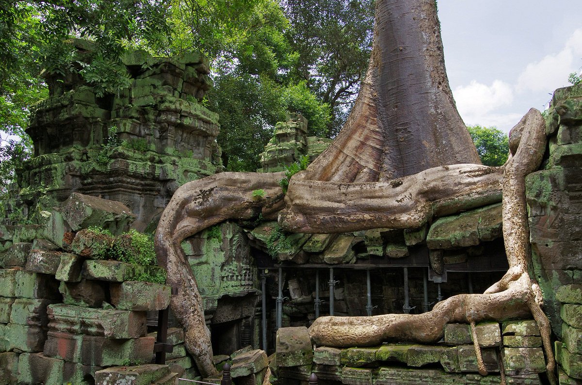NaturelsWeird's tweet photo. Silk cotton trees engulf the temple of Ta Prohm, Cambodia. https://t.co/ybBsy609Tu