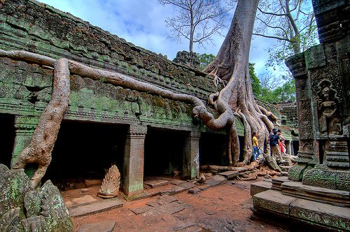 NaturelsWeird's tweet photo. Silk cotton trees engulf the temple of Ta Prohm, Cambodia. https://t.co/ybBsy609Tu