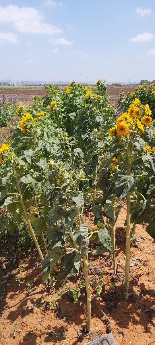 Beyond Virtual tweet media