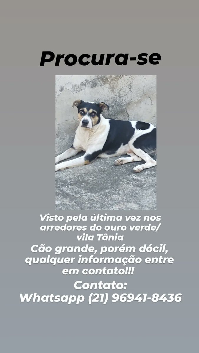 BFonseeca's tweet photo. Galera, preciso da ajuda de vcs, compartilhando/avisando caso tenham visto!!!
Ele se chama Gandhi, está fora de casa desde sábado, estamos muito preocupados, então por favor, ajudem!!!! https://t.co/gsyEFXR0vC