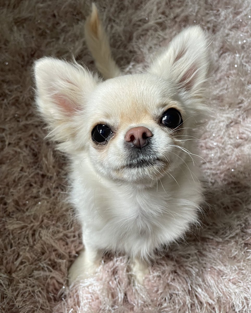 ⚫️🐽⚫️

#dogsoftwitter #Chihuahua