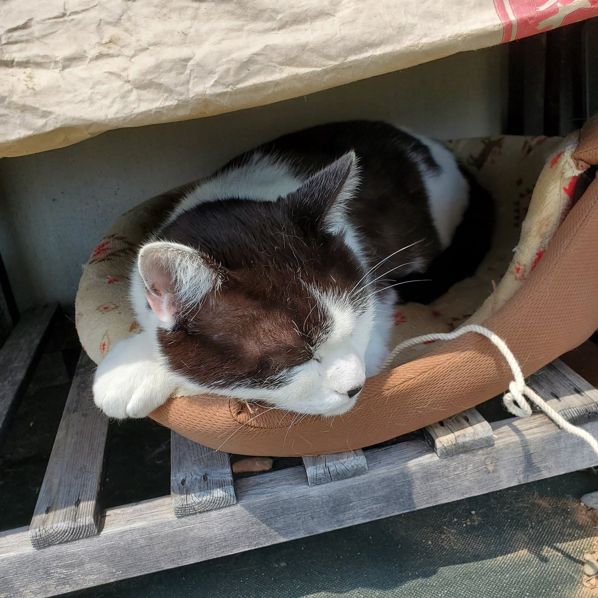 昨日のねこちゃん 