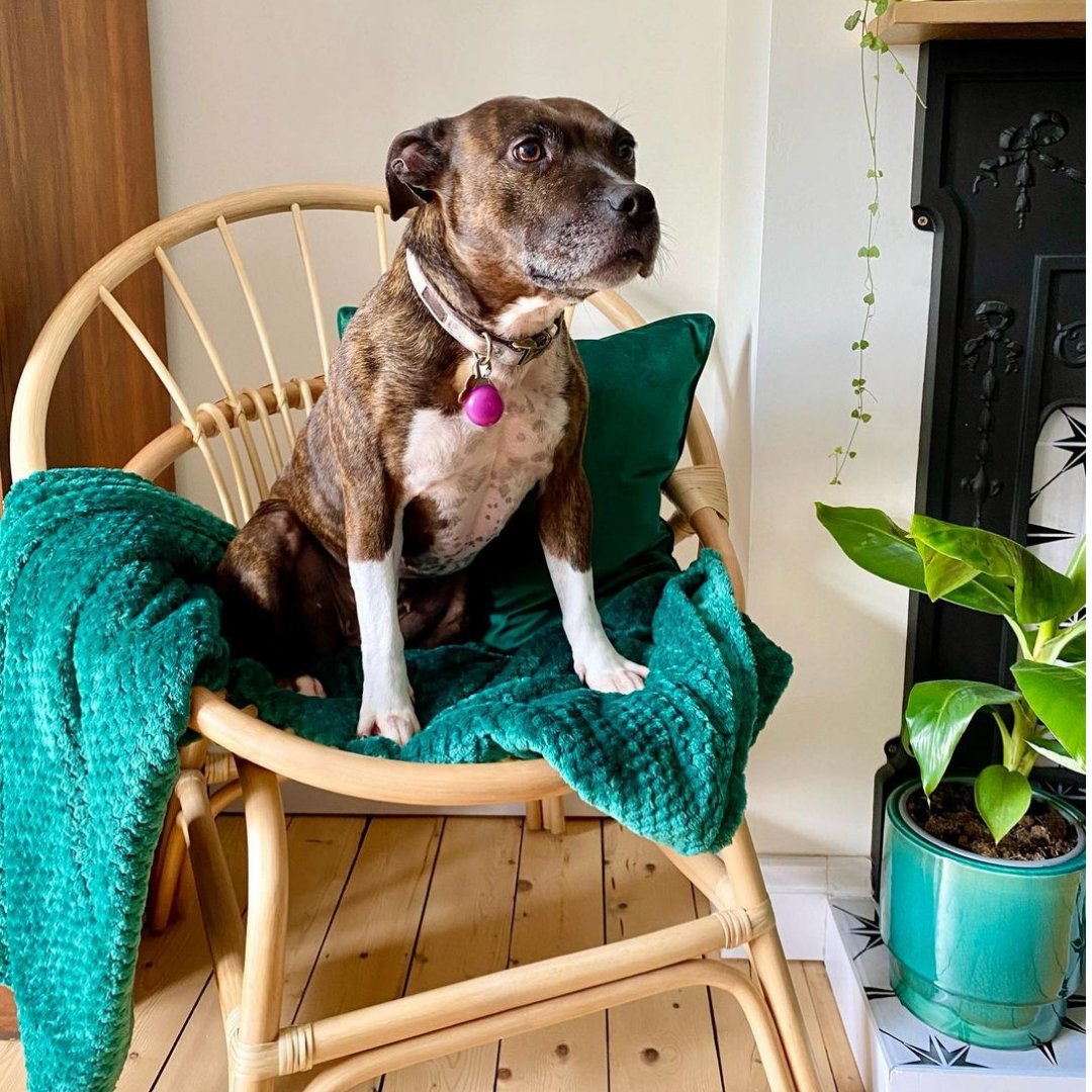 Dog not included! bit.ly/3v8INrI

#furniture #wickerfurniture