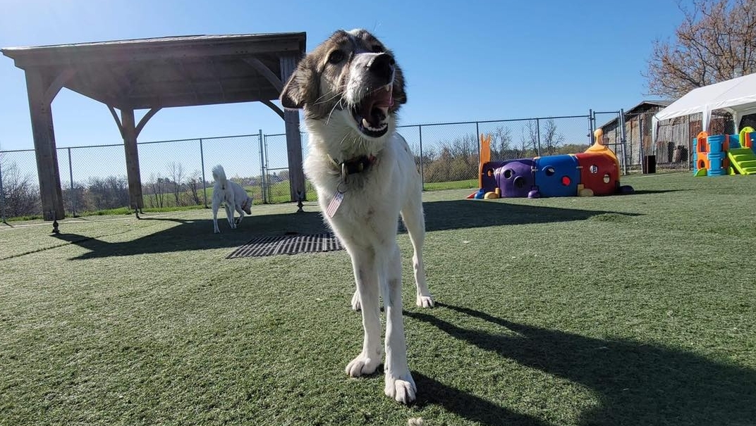 SPCAINT's tweet photo. BIG YAWN! #OBPWorldwide pup Shira is just as sleepy as you are on this ruff Monday Morning 🐕💤 https://t.co/DKU7E7WFjO
