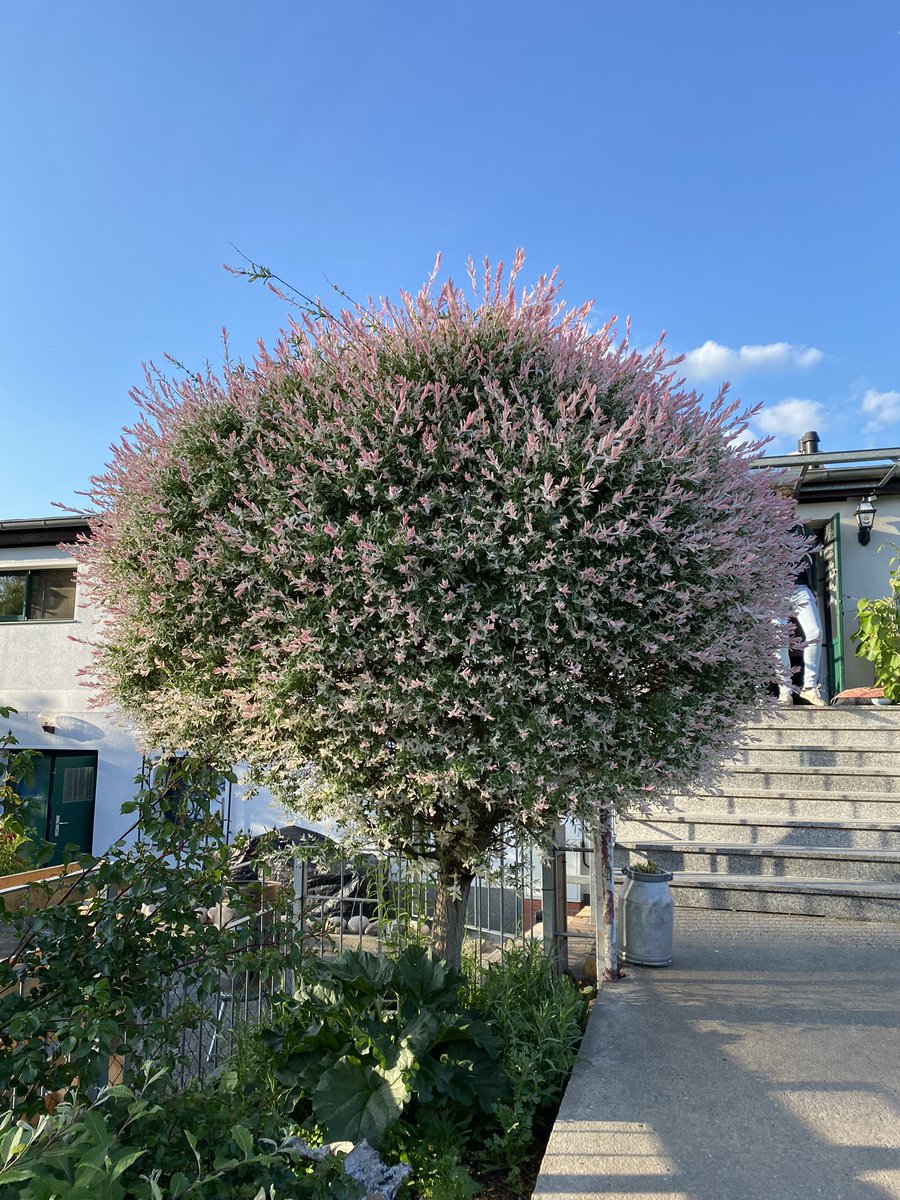 Carla Baum (@carla__baum) on Twitter photo Bin mir ganz sicher: eine*r von euch weiß, wie dieser Baum heißt und kann es mir sagen. Bin mir ganz sicher: eine*r von euch weiß, wie dieser Baum heißt und kann es mir sagen.