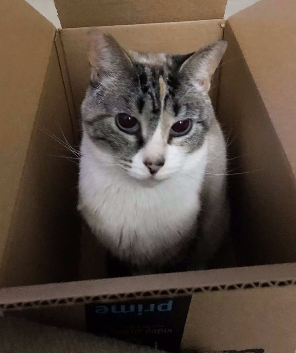 FindleyFelines's tweet photo. Happy #MischaMonday!  Yesterday Mischa turned 3 years old!🎉 Happy Birthday!🎉😻  
It was also Maizy’s #GotchaDay.💕🌈🐾 Miss you bunches😢 https://t.co/DLaQwslQ0m