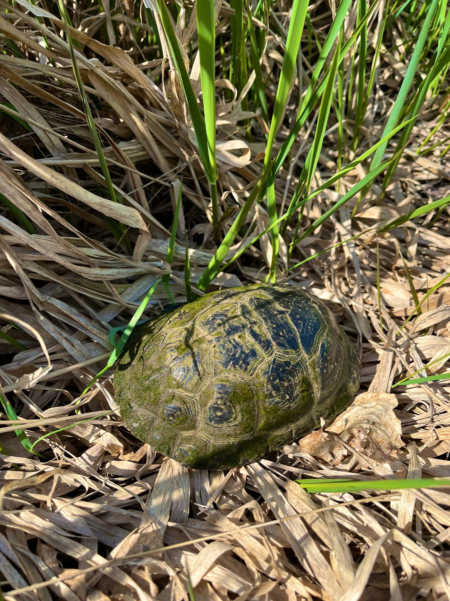 miishagoliin's tweet photo. helped my first Blanding’s turtle cross the road 🐢💛 https://t.co/7meIeyvPqJ
