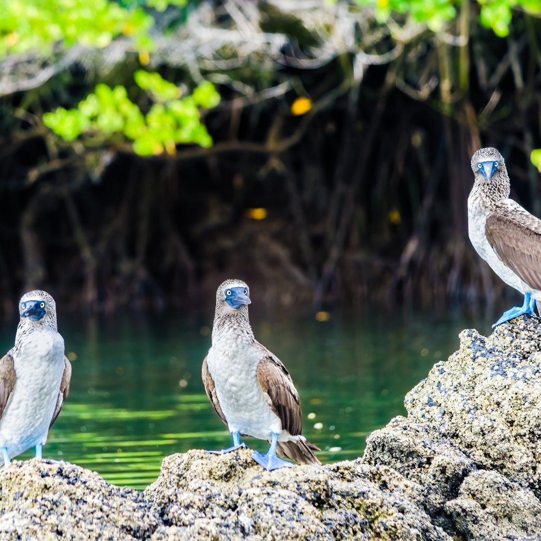 clark_cruise's tweet photo. Another case of the Monday blues.💙
Did you know...there are actually three types of boobies in the Galapagos Islands: blue-footed, red-footed and Nazca.
#galapagos #bluefooted #redfooted #nazca #birds #wildlife #Ecuador #luxury #luxurytraveladvisor #terriclarkcruiseplanners... https://t.co/8mHPBrCgv3