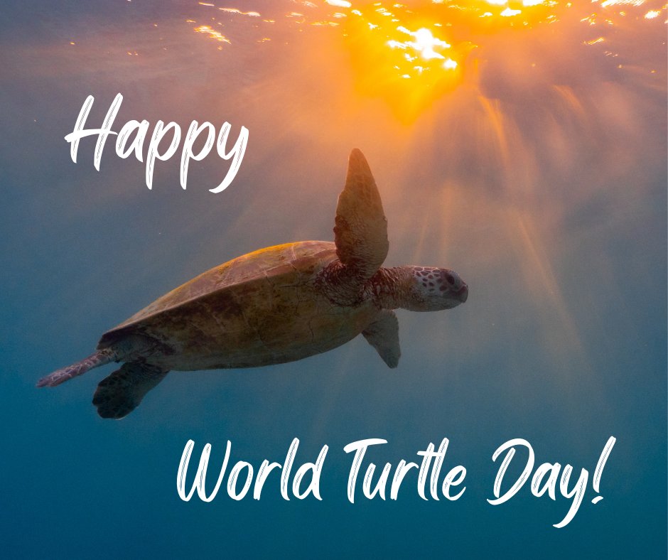 Happy #WorldTurtleDay! Our favorite type of turtles are sea turtles! Did you know there are 7 species of sea turtles? In two weeks we will be celebrating each species of sea turtle during Sea Turtle Week from June 8-16th! Learn more here: seaturtleweek.com <a href="/seaturtleweek/">seaturtleweek</a>