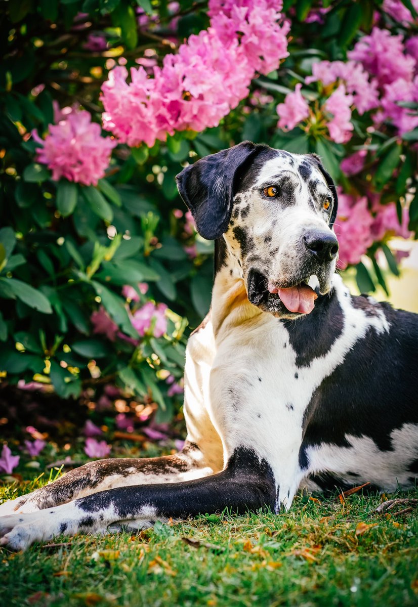 Flower child.🌸💕
#dogsoftwitter #greatdane #dogphotography #dogs