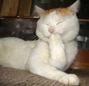 stayc as cats (@catstayc) on Twitter photo 