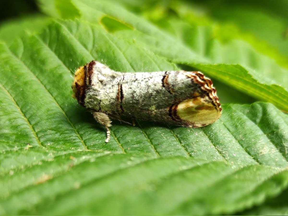 Dr. Imogen Cavadino tweet media