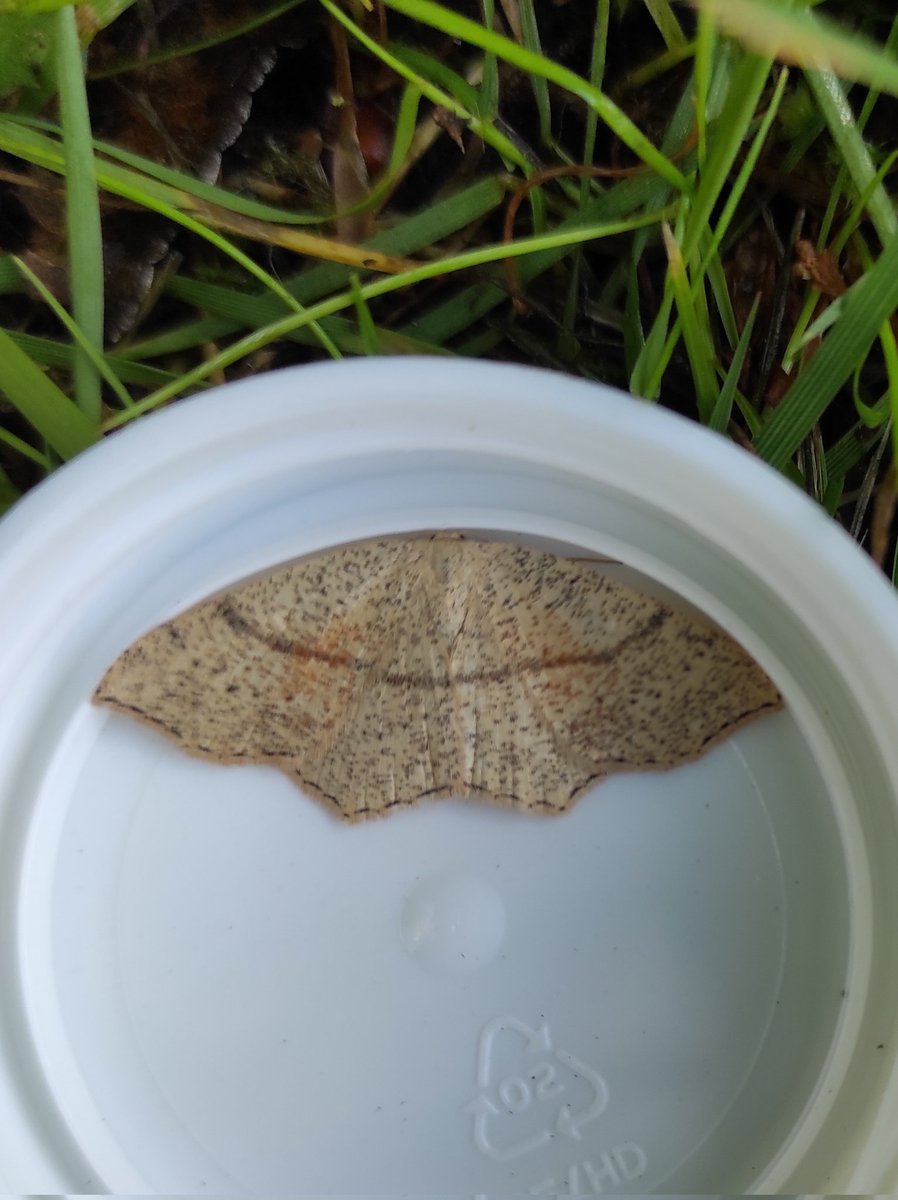 Dr. Imogen Cavadino tweet media