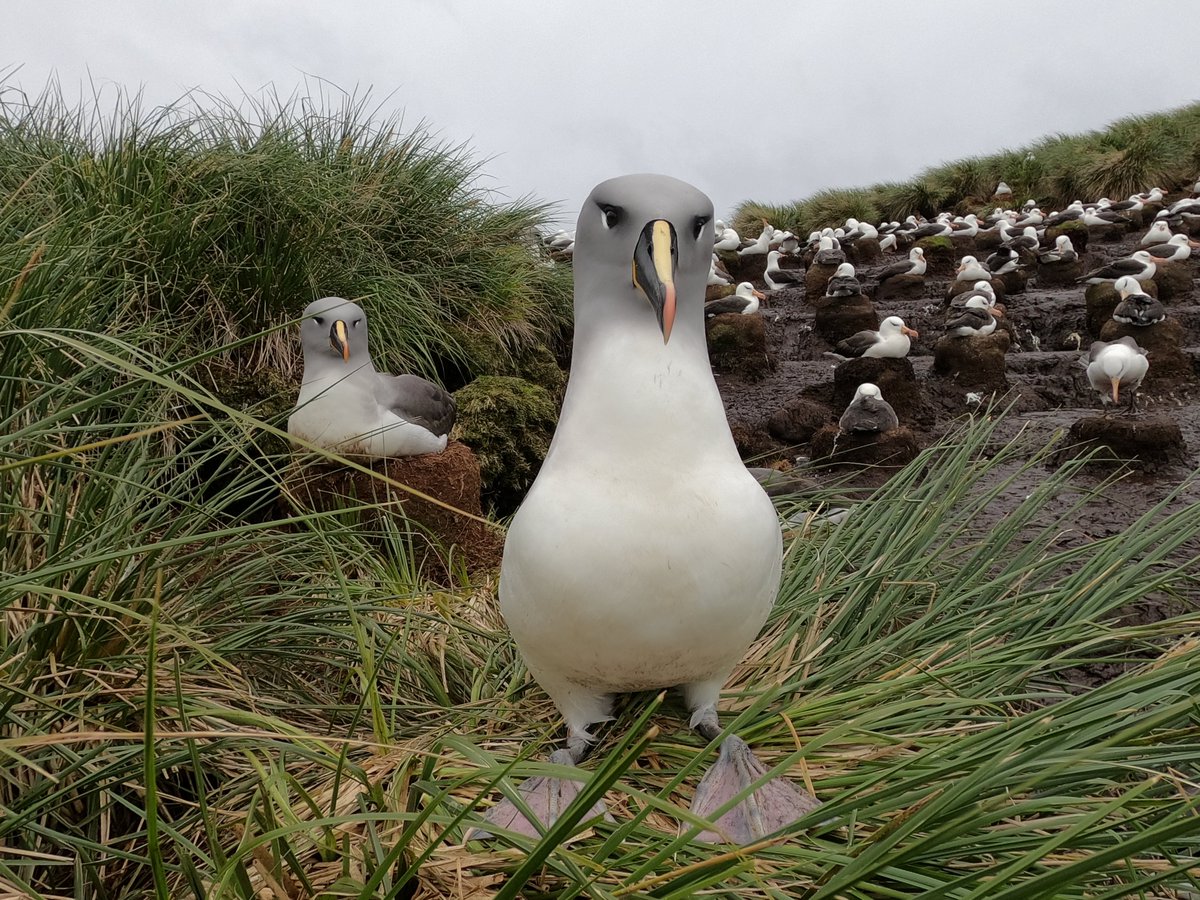 Jueves 26 en sesión #Aves #Mamíferos 🌊 este XLI Congreso Cs. Mar <a href="/CCM_2022/">Ciencias del Mar 2022</a> revisaremos la historia de lo que "conocemos" y "reconocemos" de nuestras #AvesMarinas en Islas Diego Ramírez #albatros #conservación 🌊🥚🐣🐥🌊 Apoyado x <a href="/ambafrancecl/">La France au Chili 🇫🇷🇪🇺</a> <a href="/institutfran/">Instituto Francés de Chile</a>🇨🇱🇫🇷
<a href="/MMAMagallanes/">Seremi MMA Magallanes</a>