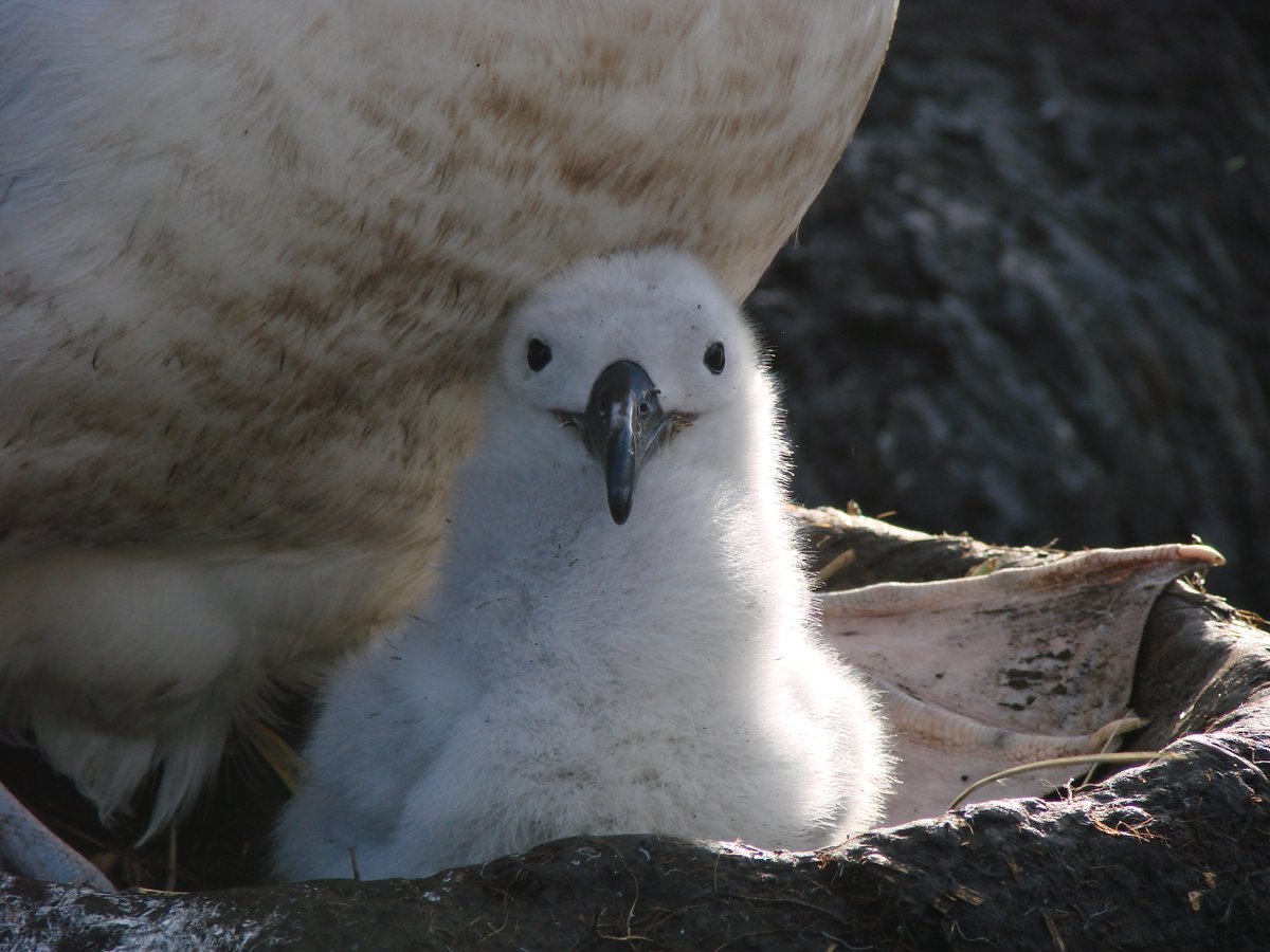 ATF-Chile 🌊⛴🎣🌎🪶 #Albatros #Conservación tweet media