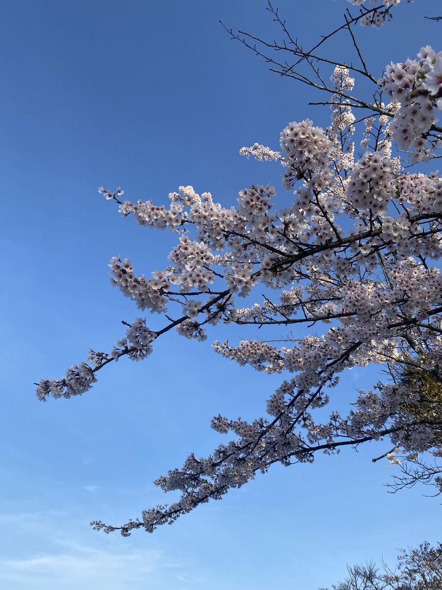 _honokayamamoto's tweet photo. 最近の休日🫧 https://t.co/HCdo6AHpEj