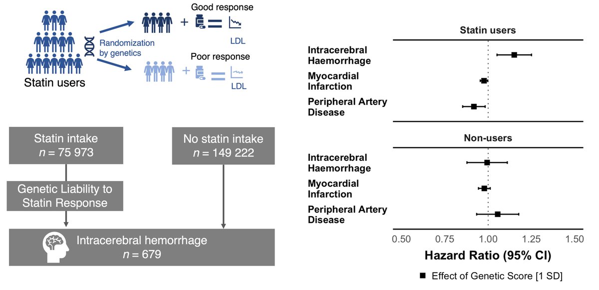 While the benefits of statins for preventing vascular disease are well-established, Mayerhofer et al. show that genetic factors influencing the response to statins are also associated with risk for intracerebral haemorrhage. bit.ly/3PBAbV1