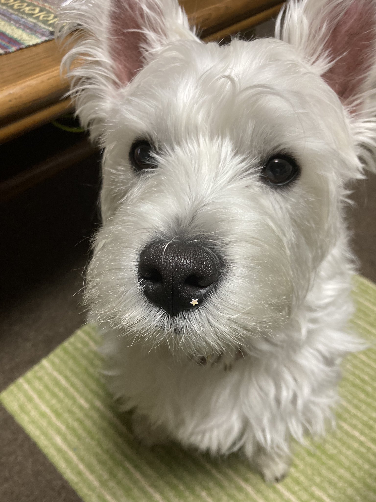 Follow 静電気犬 S Seidenkiken Latest Tweets Twitter
