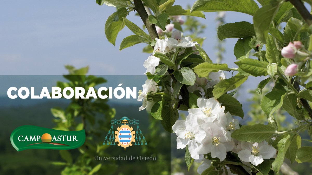 En Campoastur colaboramos con la Universidad de Oviedo en proyectos relacionados con la sidra de Asturias: un estudio sobre la cadena de valor de la Sidra de Asturias y colaboramos en la Tesis doctoral “sostenibilidad ambiental, social y económica de la sidra natural asturiana”