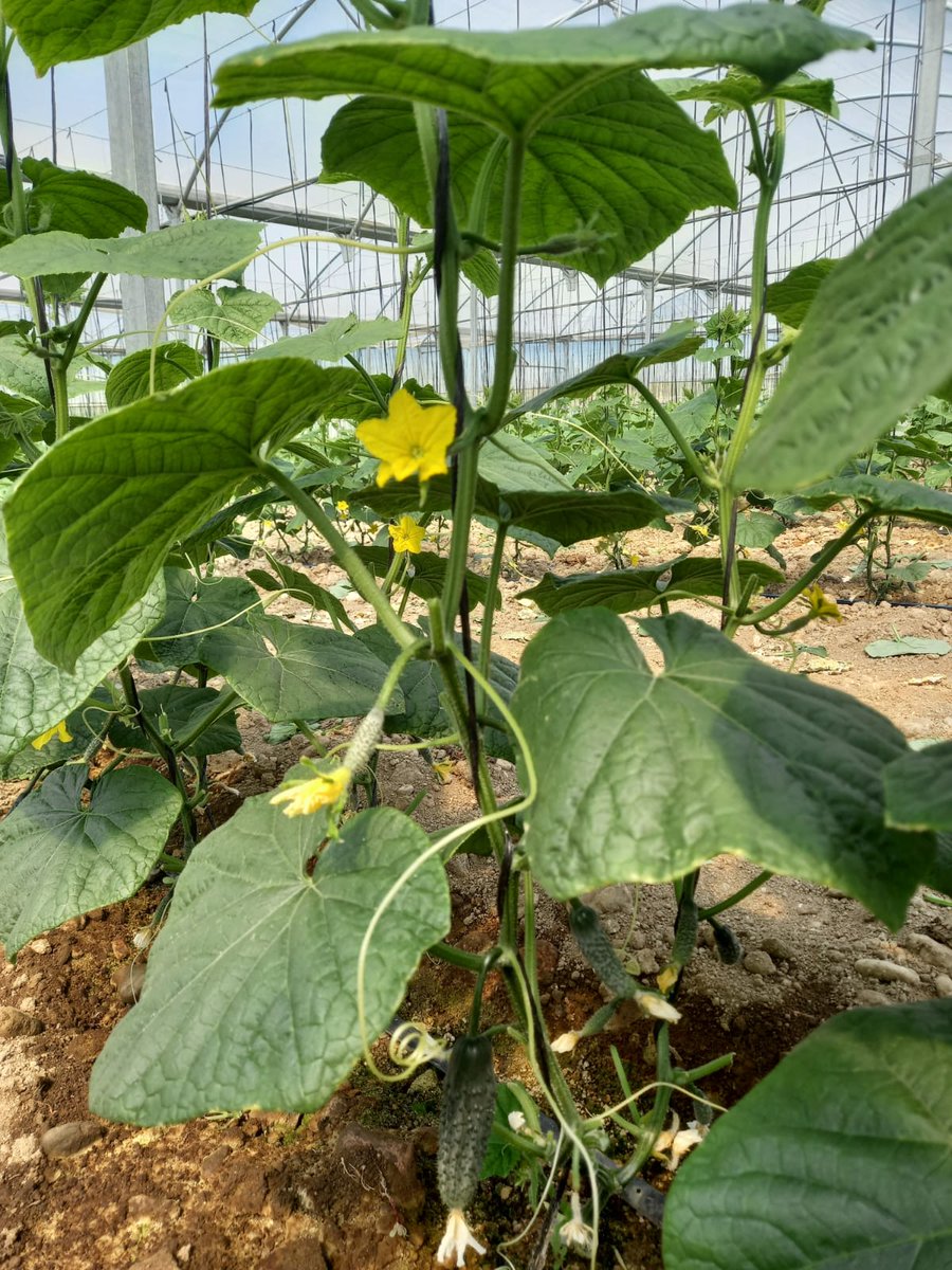 BetaliaES's tweet photo. Las altas temperaturas que ha traído esta #oladecalor de mayo, provocan paradas vegetativas críticas en los #cultivos 🌱​
Evita el estrés por calor utilizando glicina-betaína de la remolacha azucarera con #stimel 💪

#fertilizante #agricultura #abono #siembra #campo https://t.co/plO1xV4jvc
