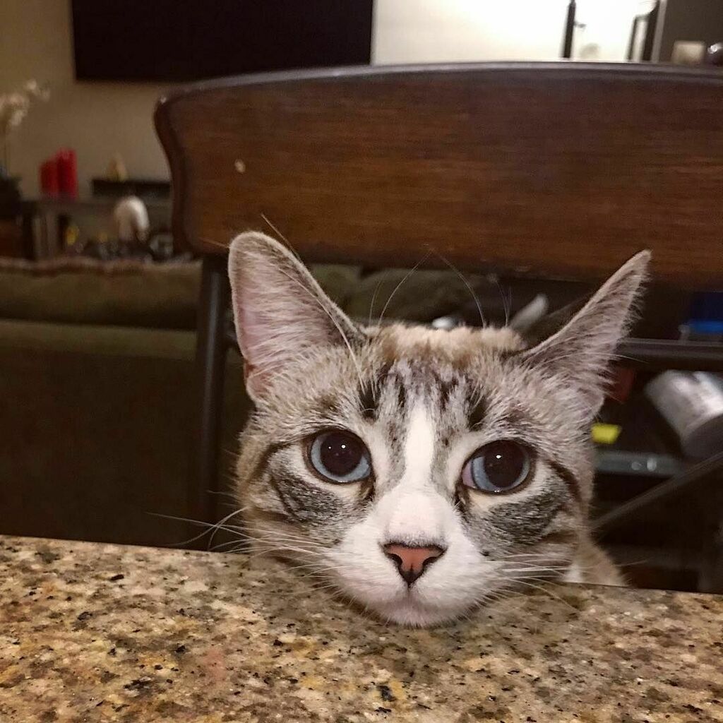 KitNipBox's tweet photo. Can I have just one bite of chicken, PLEASE?! 🥺  #ObviouslyYes #KitNipBox 

[via Instagram | @bellabuzzy] https://t.co/zXb7e3rbHn https://t.co/W4jTSa1ioZ