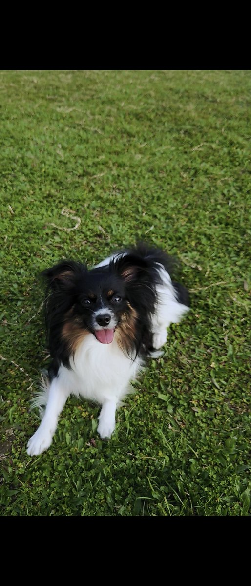 saruglen's tweet photo. My girl is 2 years old now. Happy birthday Demi~ https://t.co/TowrvXFqp3
