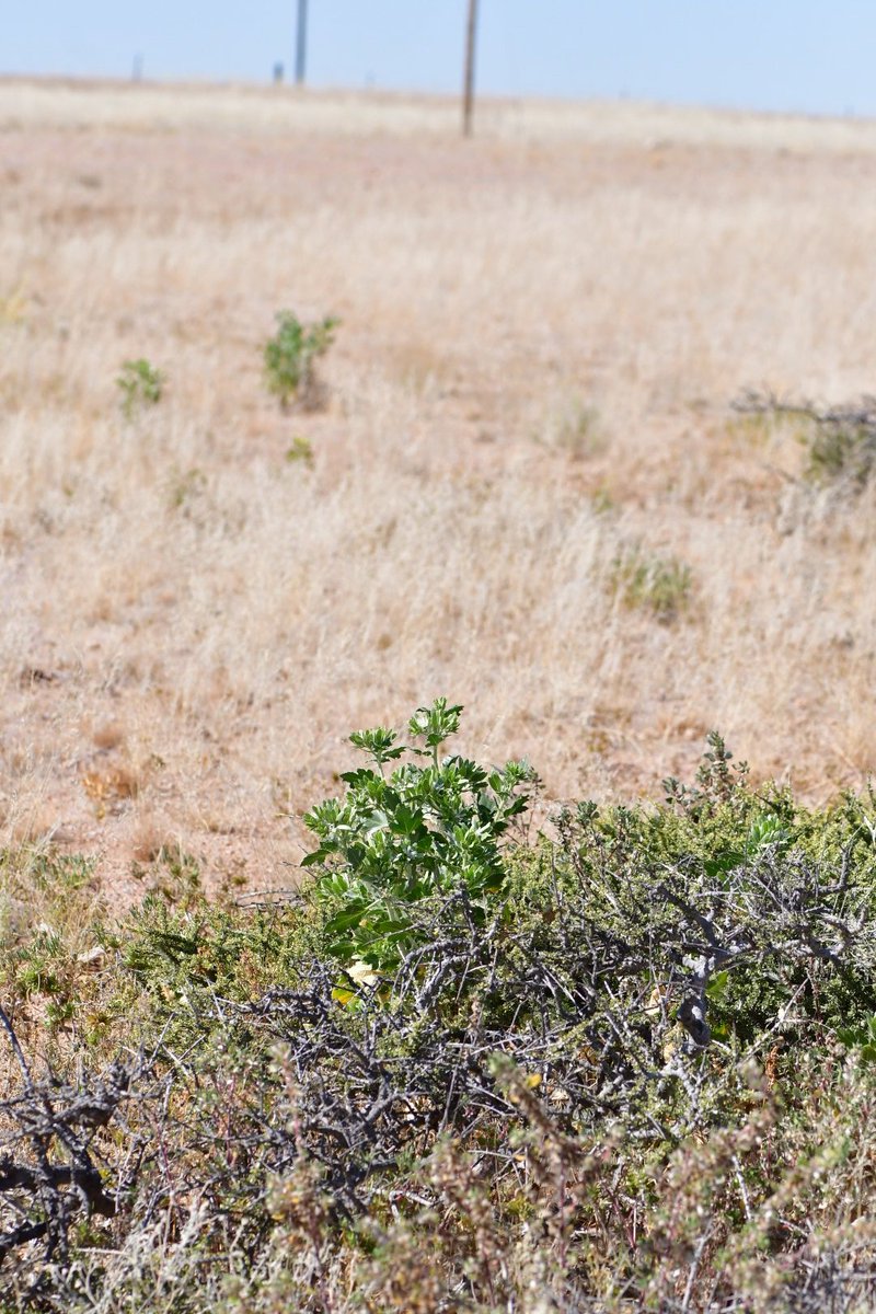 JoeySantore's tweet photo. What a huge biogeographic #disjunction here : Kissenia capensis is 1 of only 2 species in this family that don't grow in the Americas. Sparse in South Africa but growing like a weed in Namibia, this "velcro leaf" has sepals that turn into wind-disperdal mechanisms for the fruit. https://t.co/4oJ206stkn