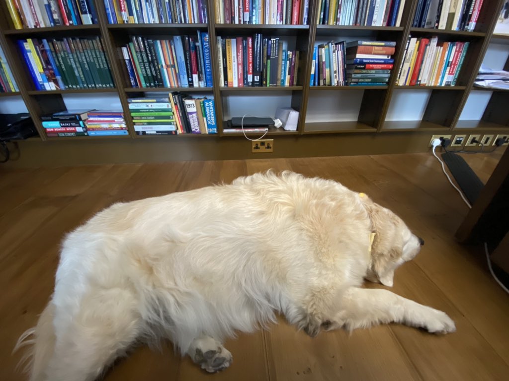 elerianm's tweet photo. What the camera does not capture:

Bosa sleeping behind me … snoring, though only lightly. https://t.co/qCL5Dcau9F