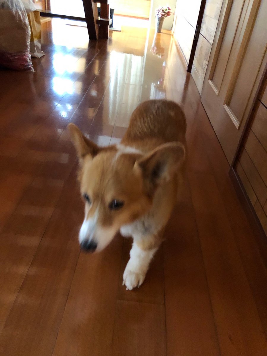 beginner_831's tweet photo. 今朝は家の用事もそこそこに
庭のバラ���届けたくてトゲと闘い🥵
娘と母と３人で父とモモのお墓参りへ

モモの命日より早いけど、仕事のため今日に

行けてよかった

ゆっくりおしゃべりできた

ドッグランもあるので、いつも誰かが来て走らせてる…

モモの犬っぱしりを見たいよ
いつも心の中にいるよ https://t.co/TonfSAMPZm