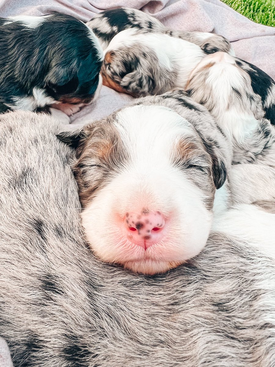 RILEY_SEIDEL's tweet photo. 8 little nuggets 😍🥹 https://t.co/JcOJeWggtR
