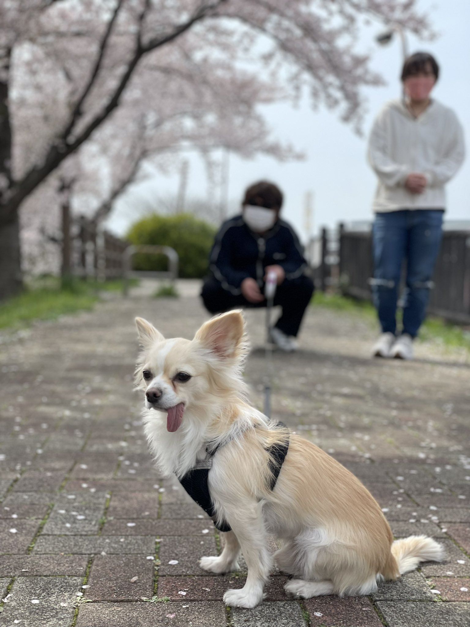 Tweets With Replies By わおんにゃおんグループホーム三郷 Waon Nyaon Gh Twitter