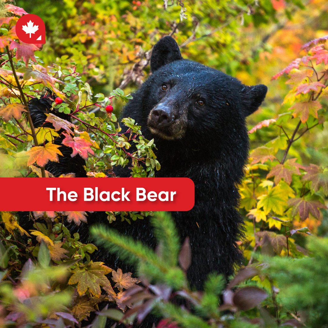 Canadianvisaorg's tweet photo. Did you know that the bear which inspired the famous Winnie-the-Pooh was a black bear named Winnipeg Bear? Canada is also home to other bear families, including Kermode, Grizzly, Polar and black bears.
#canadianbears #movetocanada #canadianblackbear #canadiangrizzly #polarbears https://t.co/zl8Zohctkm