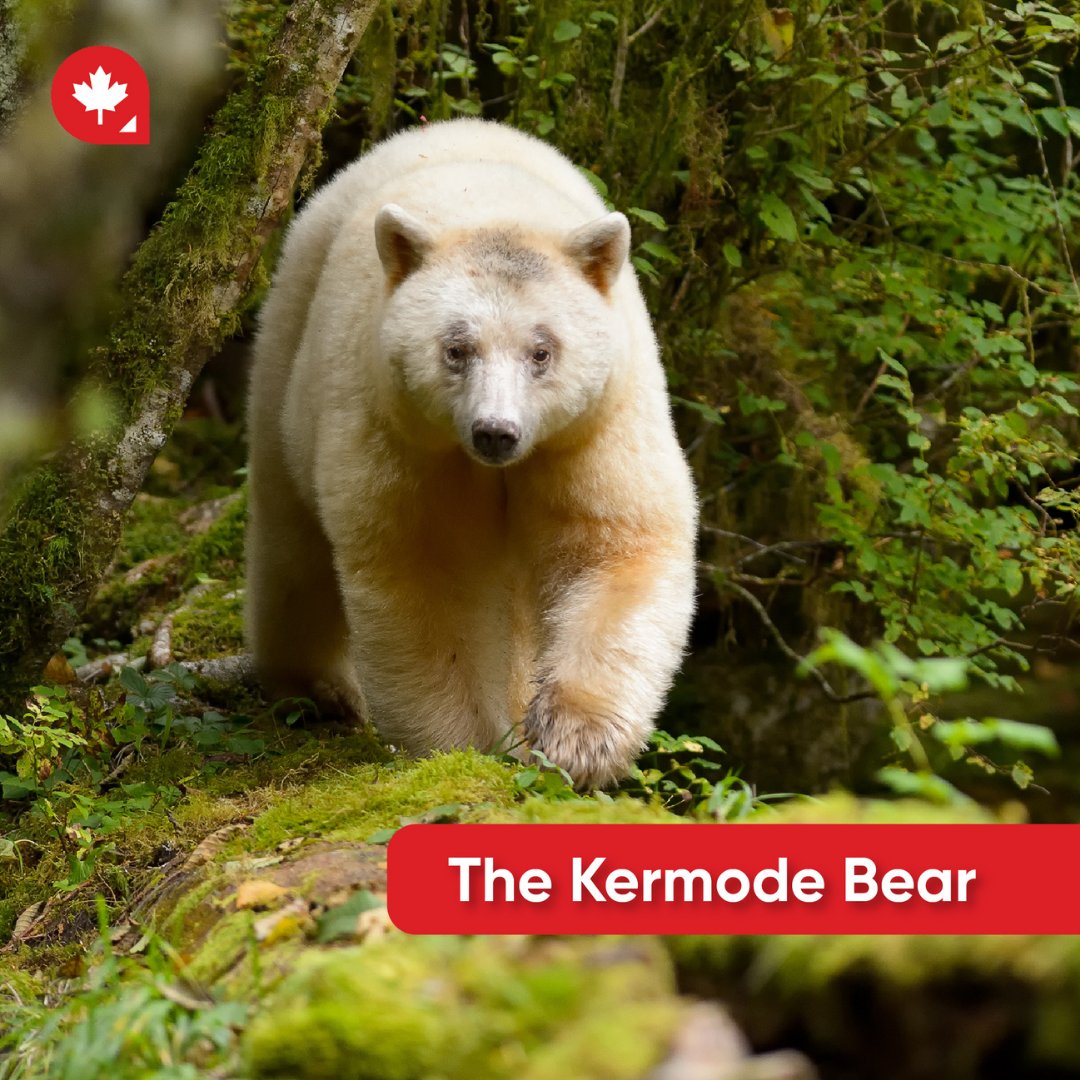 Canadianvisaorg's tweet photo. Did you know that the bear which inspired the famous Winnie-the-Pooh was a black bear named Winnipeg Bear? Canada is also home to other bear families, including Kermode, Grizzly, Polar and black bears.
#canadianbears #movetocanada #canadianblackbear #canadiangrizzly #polarbears https://t.co/zl8Zohctkm