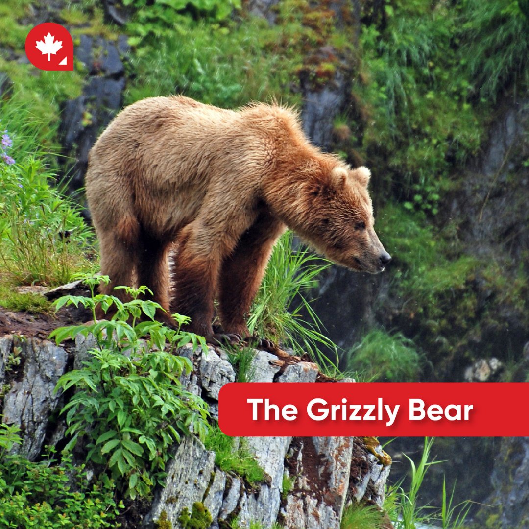 Canadianvisaorg's tweet photo. Did you know that the bear which inspired the famous Winnie-the-Pooh was a black bear named Winnipeg Bear? Canada is also home to other bear families, including Kermode, Grizzly, Polar and black bears.
#canadianbears #movetocanada #canadianblackbear #canadiangrizzly #polarbears https://t.co/zl8Zohctkm