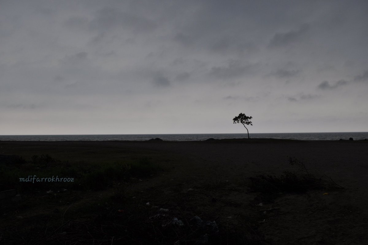 roozmdi's tweet photo. #photography #Camera #oddtree https://t.co/gQe6pEUvMs