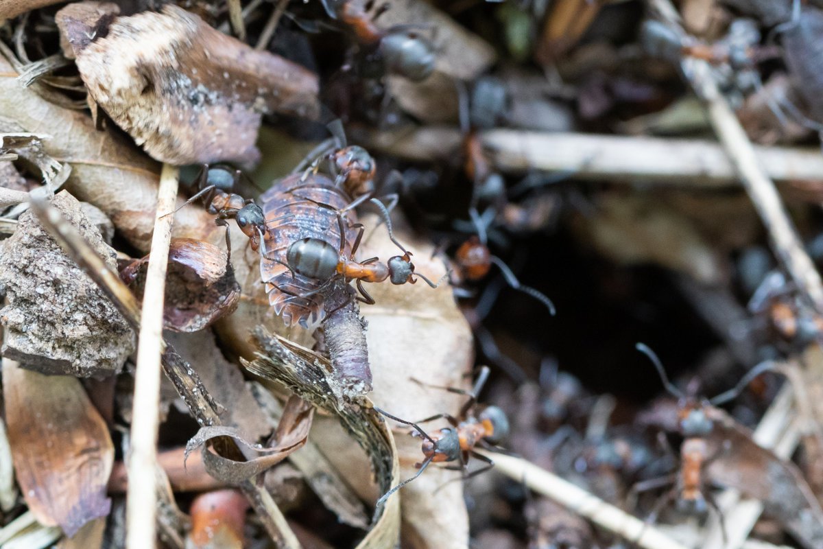 Proud to see my master's dissertation paper published "Dissecting the costs of a facultative symbiosis in an isopod living with ants". doi.org/10.1007/s00442…

A big thank you to my supervisor @tjparmentier and everyone <a href="/TEREC_ugent/">TEREC</a> for lending a helping hand when needed.