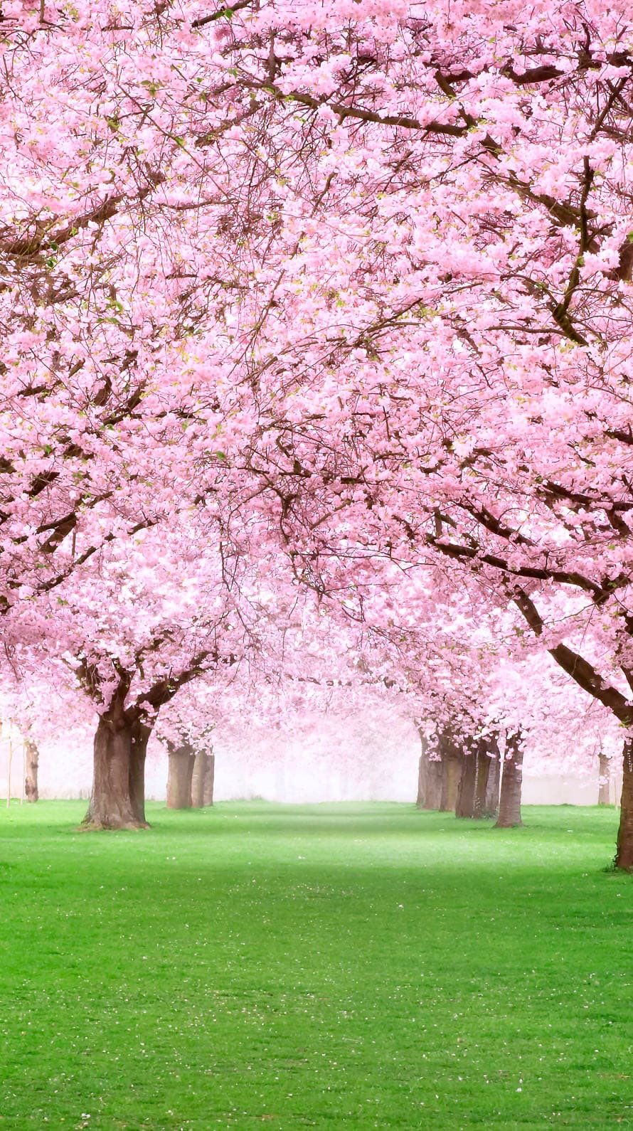 ʚfɞ にな Iphone壁紙 By 綺麗な壁紙 T Co Agnlsnds03 最近の朗読枠の背景は 壁紙アプリのです T Co D9rutqwpqz Twitter