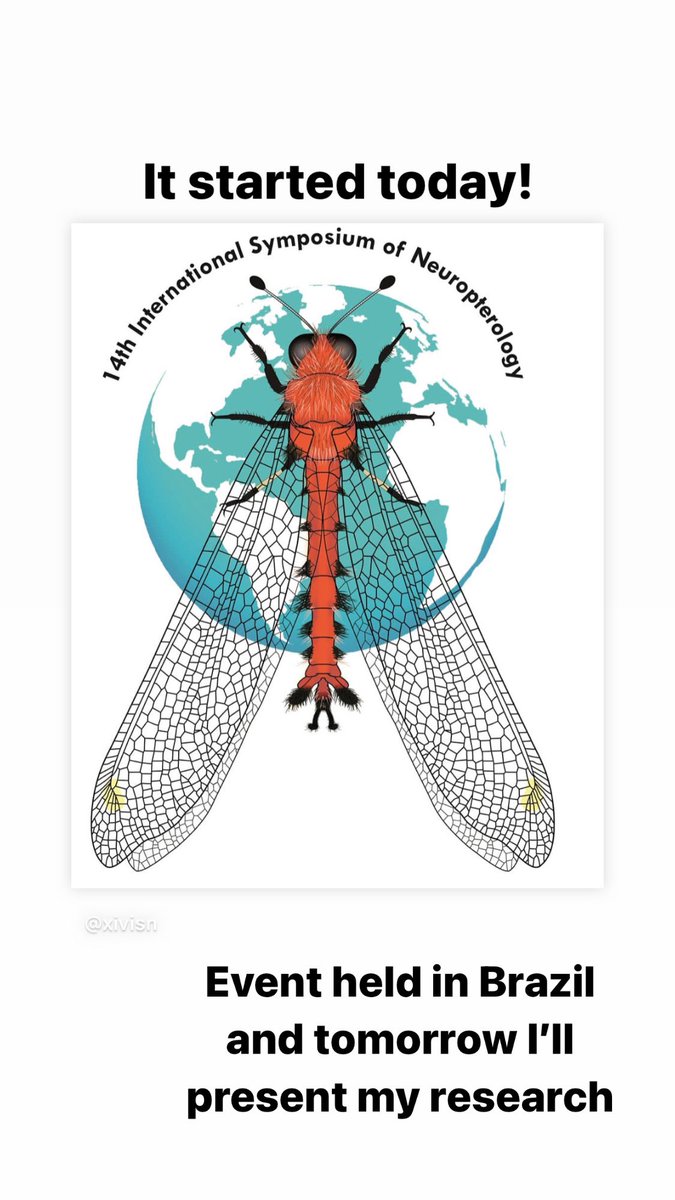 AliceAssmar's tweet photo. #xivISN #Neuropterida https://t.co/RctF1KhUkx