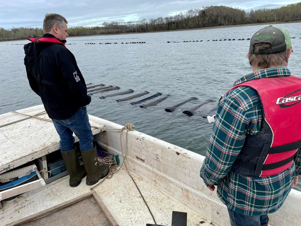 SteveCraigNS's tweet photo. Thanks Philip Docker and Ernie Porter for sharing the ShanDaph Oysters aquaculture farm experience on Big Island, Merigomish.
Nice to get on the water to see some of the operation and innovation firsthand last Monday.
https://t.co/zsPjZe9TMC https://t.co/IGApaLTuAM