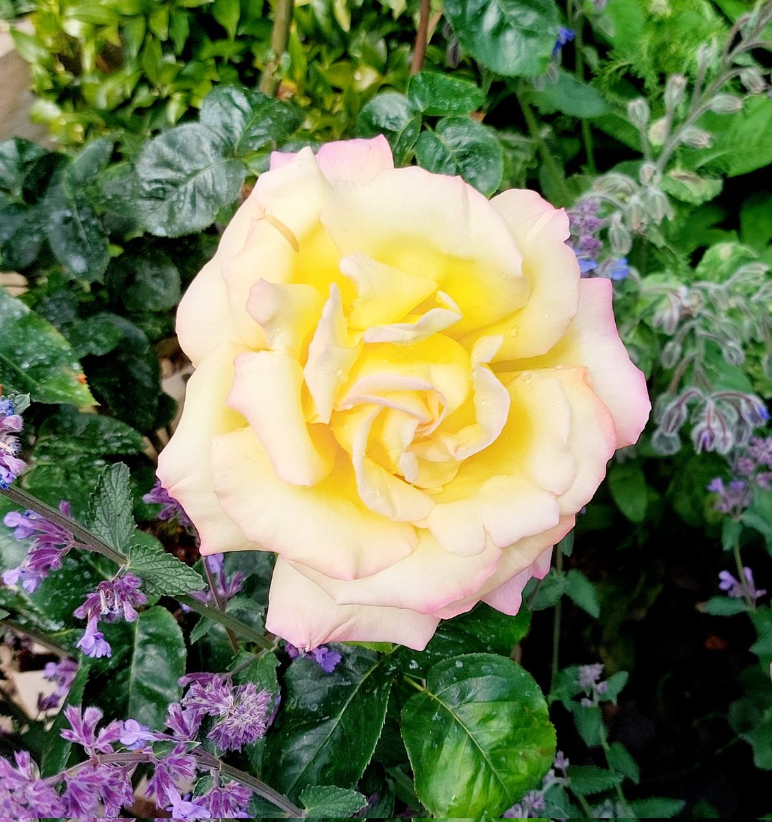 lizziebeth012's tweet photo. My first Peace rose out today. 
#Roses #PeaceRose #Flowers #GardenRoses #Blooms https://t.co/LFsQ7kLWWj