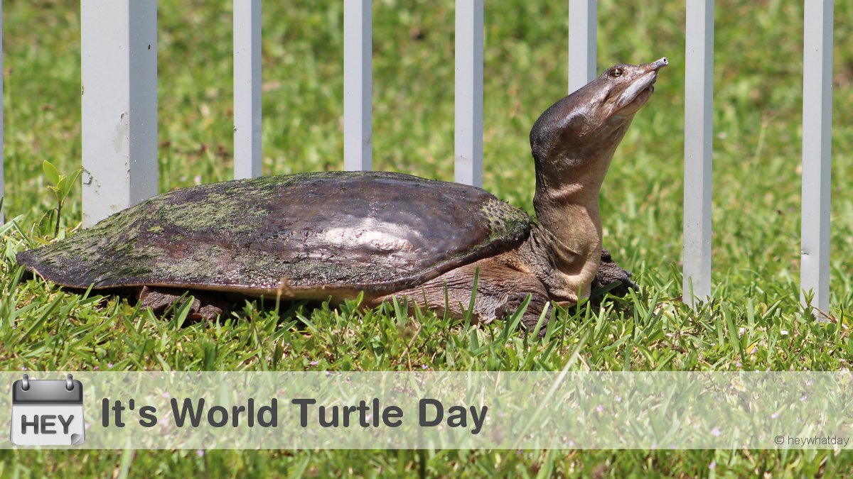 It's World Turtle Day! 
(Straight from the HeyWhatDay back yard)
#WorldTurtleDay #TurtleDay #Turtle