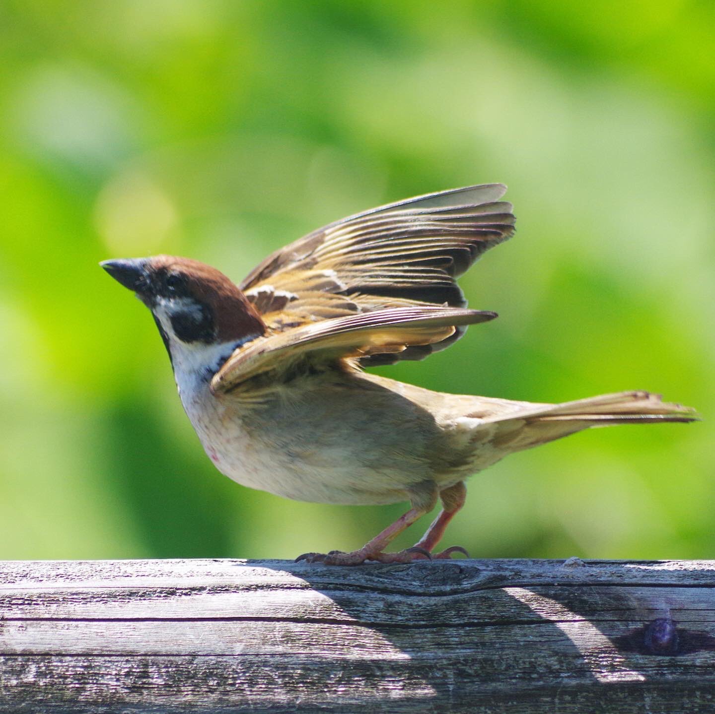 中野さとる ぼくら今からジャンプするよー 雀 スズメ すずめ Sparrow 鳥 小鳥 野鳥 スズメギャラリー スズメ写真集 Bird T Co Tr0wwgqw Twitter 中野さとる ぼくら今からジャンプするよー 雀 スズメ すずめ Sparrow 鳥 小鳥 野鳥 スズメギャラリー スズメ写真集 Bird T Co Tr0wwgqw Twitter