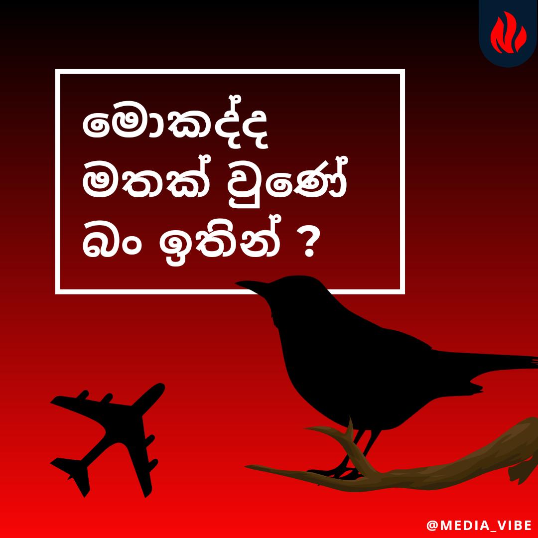 _MediaVibe's tweet photo. කපුටාස්... 😏✈️

#marketing #DigitalMarketing #socialmediamarketing #advertising #startup #MediaVibe #SriLanka #lka https://t.co/zmpfB2vpop